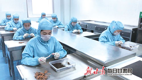 甘肅隴萃堂營(yíng)養(yǎng)保健食品股份職工認(rèn)真篩檢蟲草